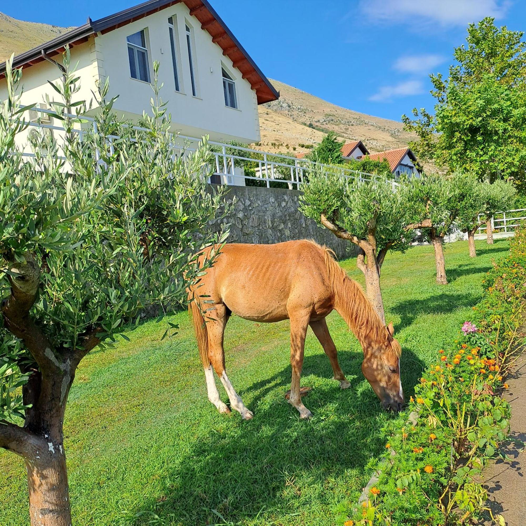 Xhuli Guesthouse Shkodër Exteriér fotografie